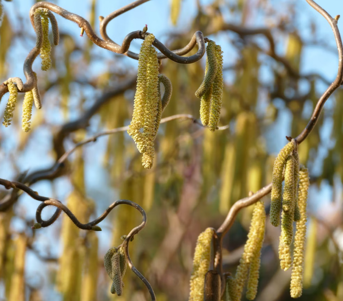 The Magic of Witch Hazel: A Shave Balm for Smooth and Nourished Skin